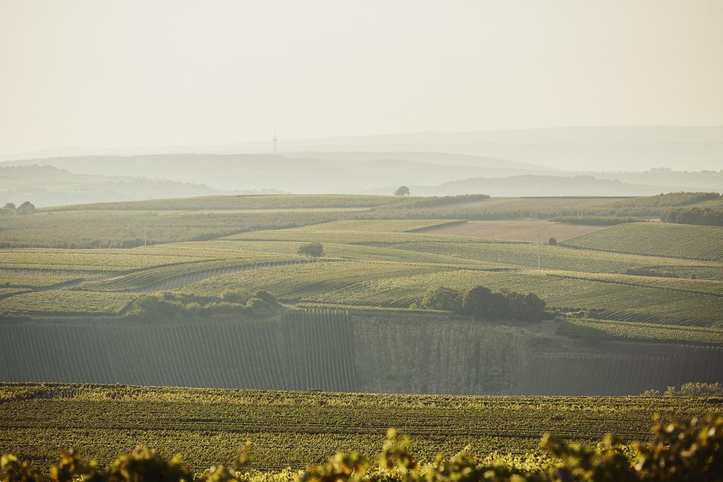 Meyerhof - Bioweingut, Vinothek & Gaestehaus 弗隆海姆 外观 照片